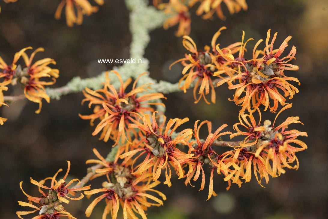 Hamamelis intermedia 'Harry'
