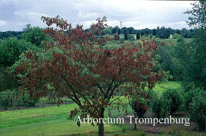 Acer henryi