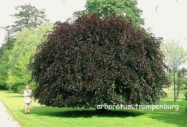 Fagus sylvatica 'Purpurea Pendula'