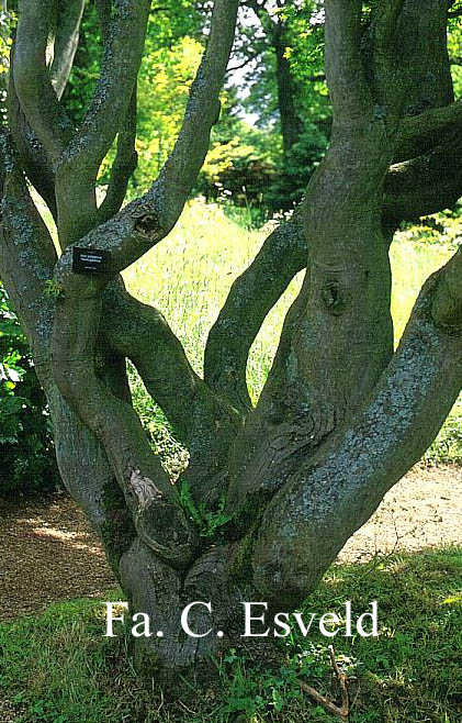 Acer palmatum 'Higasa yama'