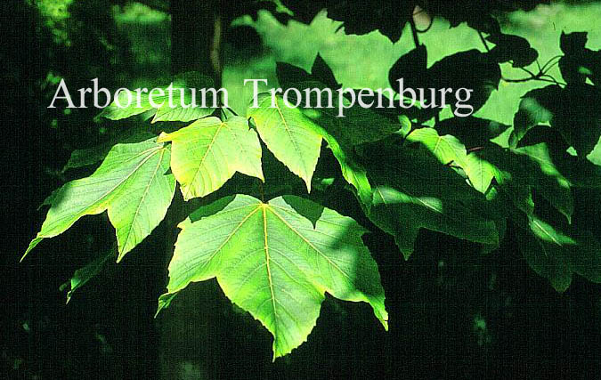 Acer sterculiaceum