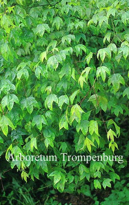 Acer oliverianum ssp. formosanum