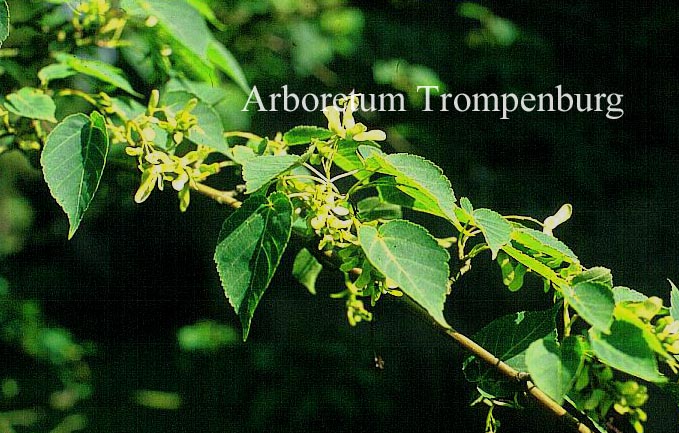 Acer davidii ssp. grosseri