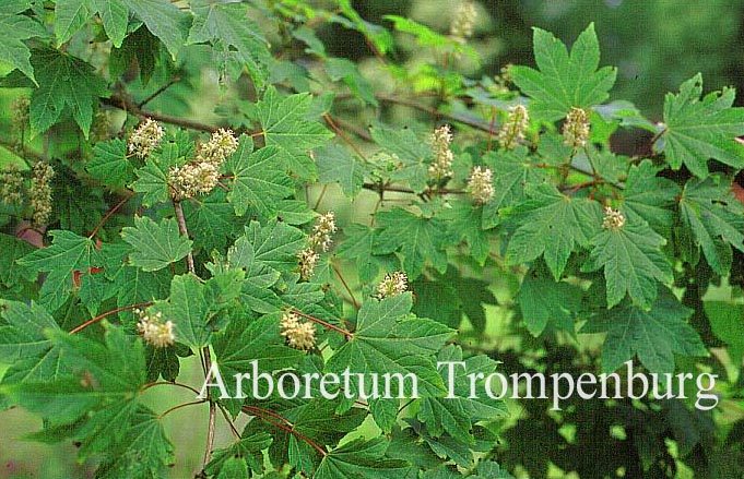 Acer erianthum