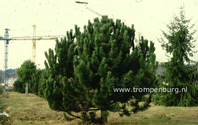 Pinus nigra 'Geant de Suisse'
