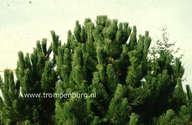 Pinus nigra 'Geant de Suisse'