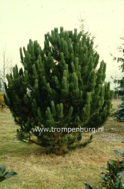 Pinus nigra 'Geant de Suisse'