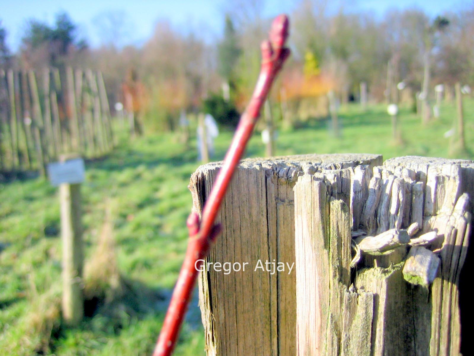 Acer rubrum 'Autumn Flame'