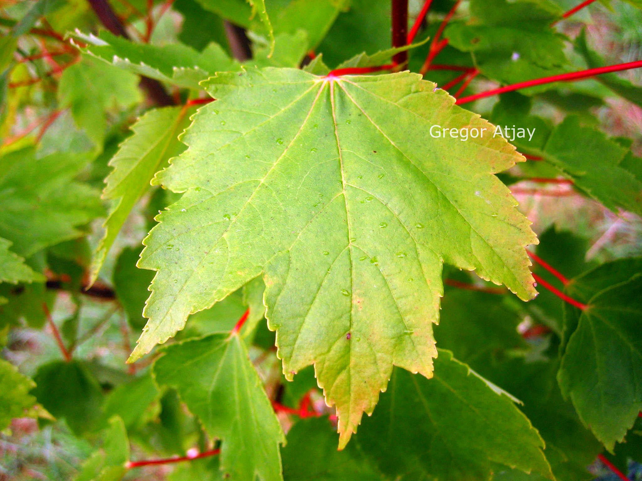 Acer rubrum 'Autumn Flame'