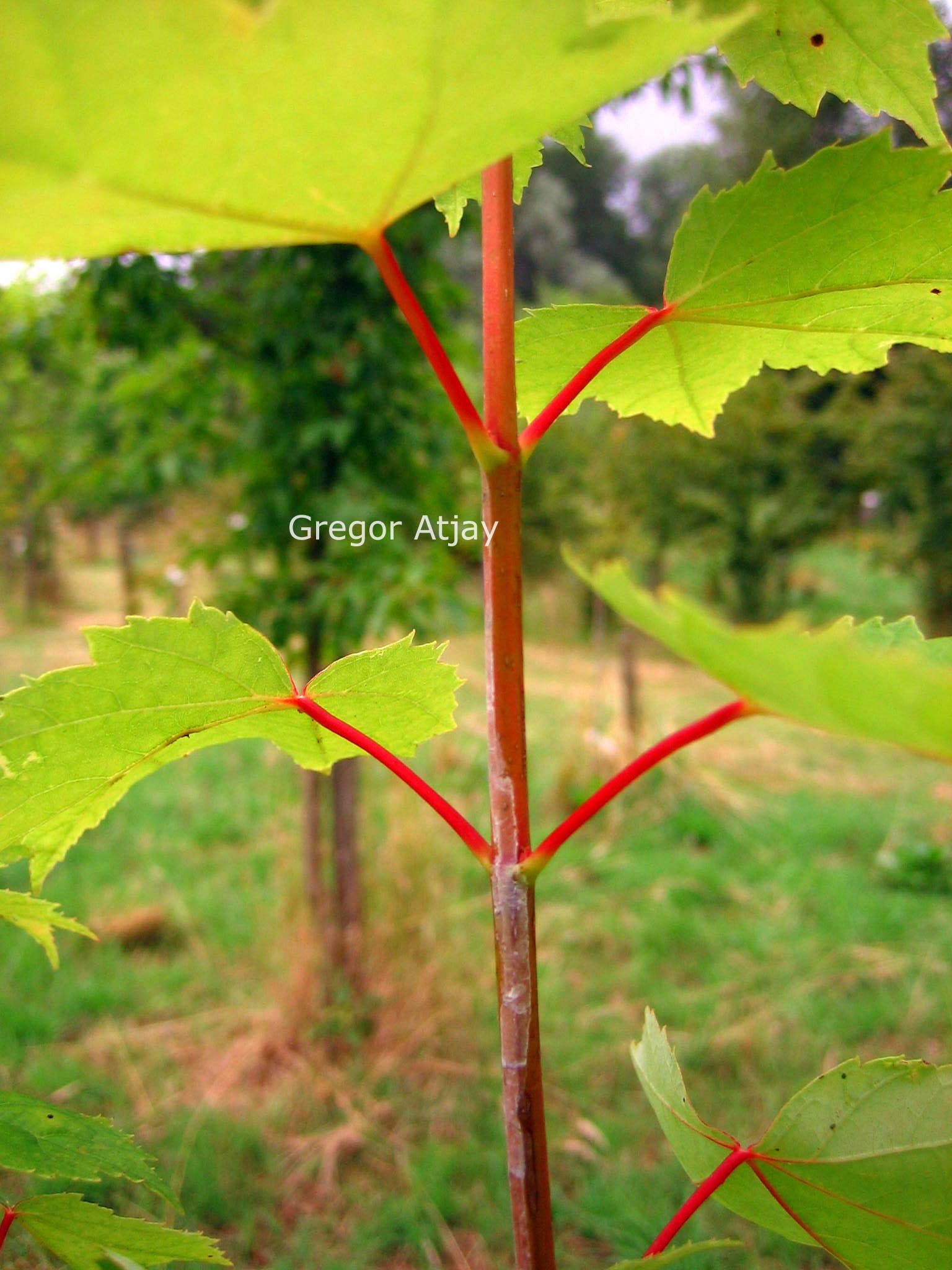 Acer rubrum 'Autumn Flame'