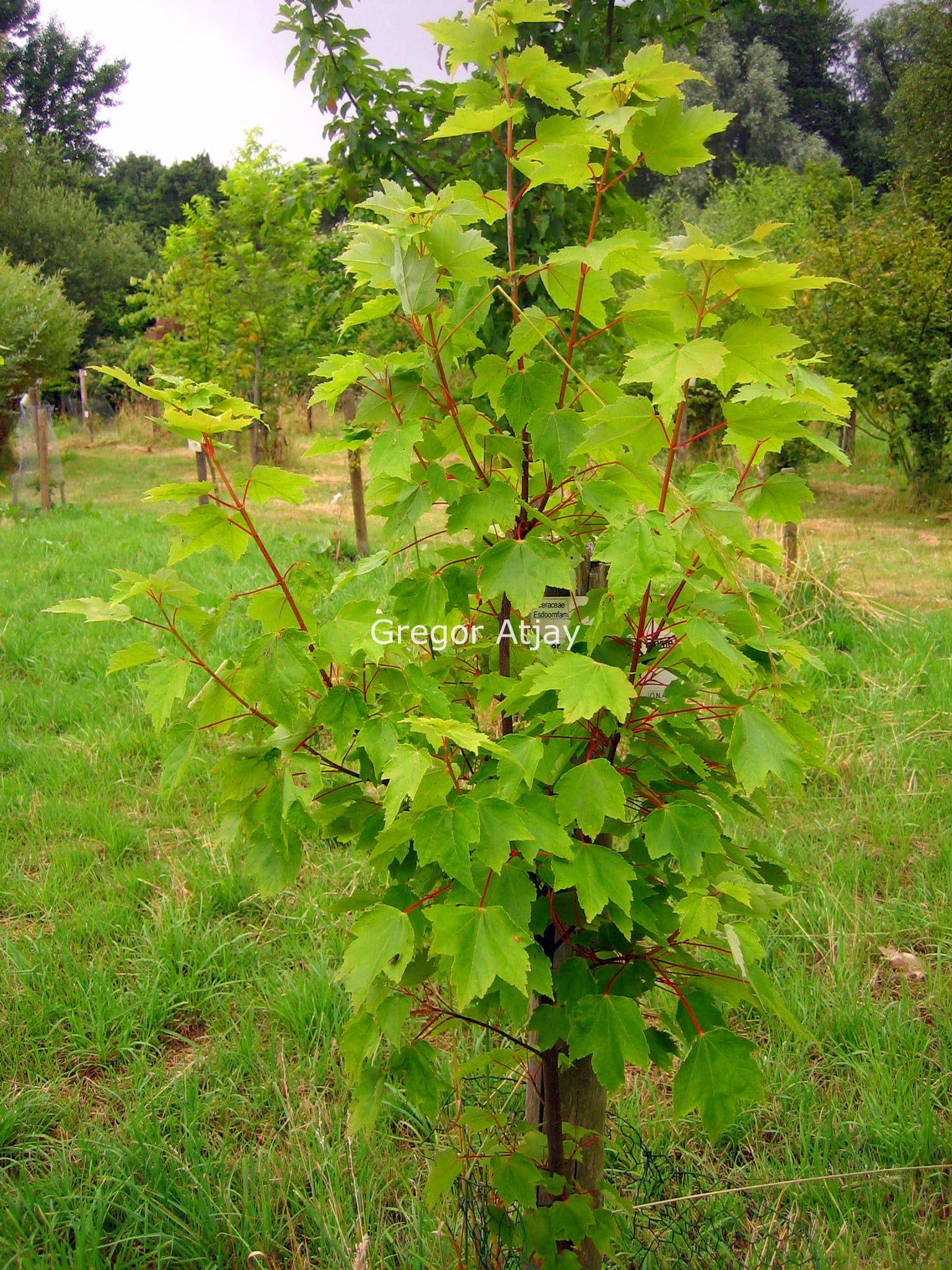 Acer rubrum 'Autumn Flame'