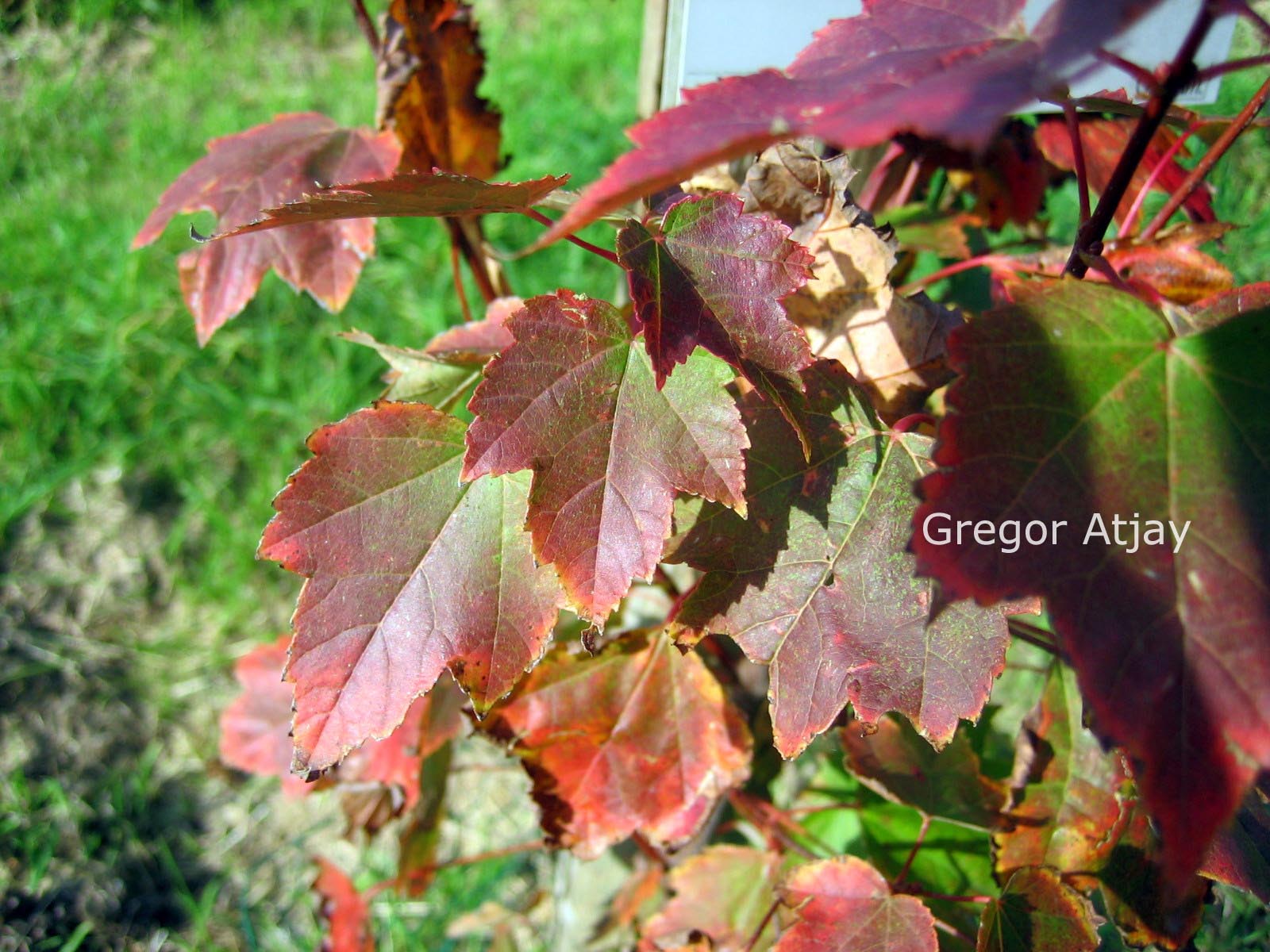 Acer rubrum 'Autumn Flame'