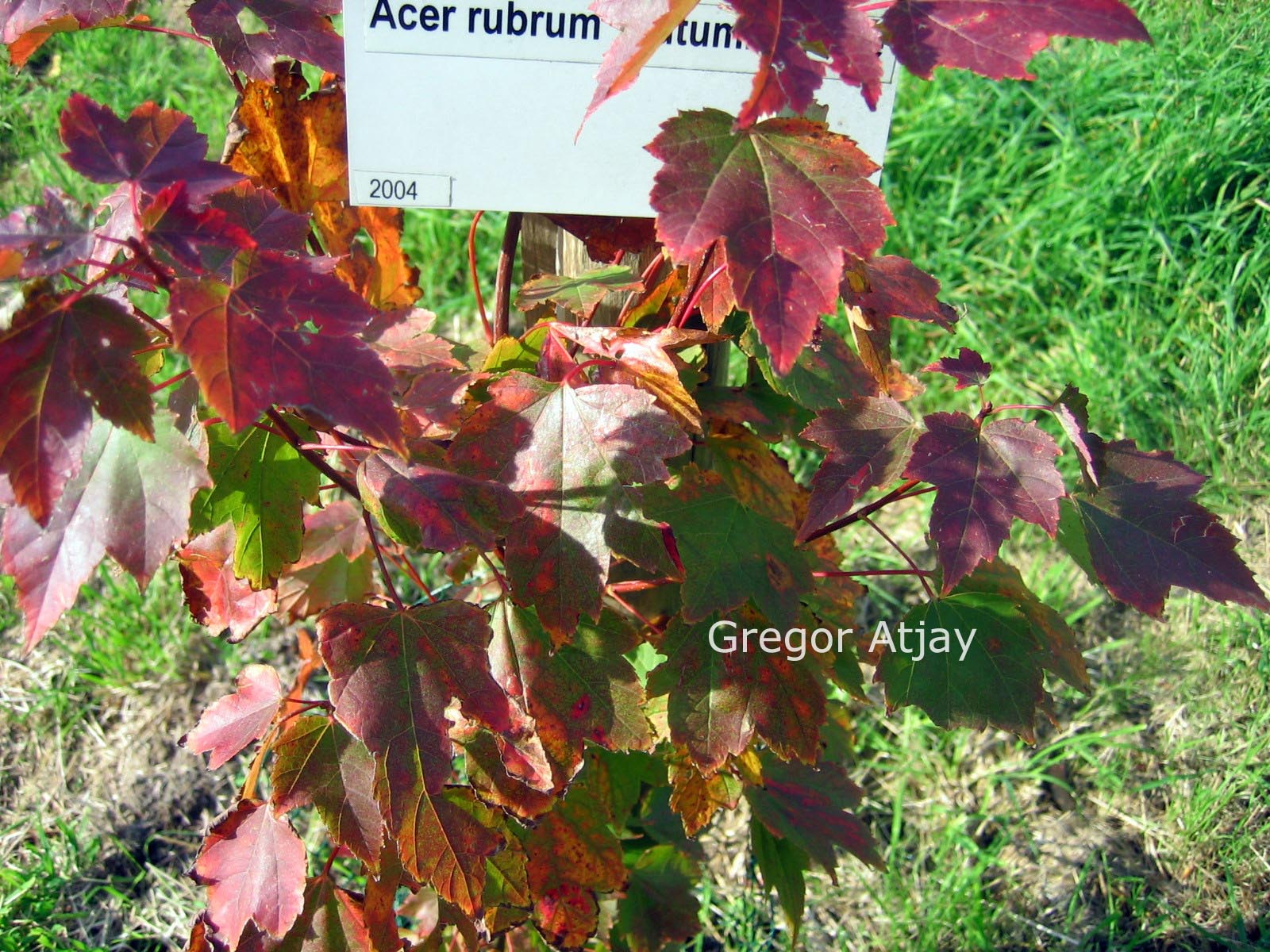 Acer rubrum 'Autumn Flame'