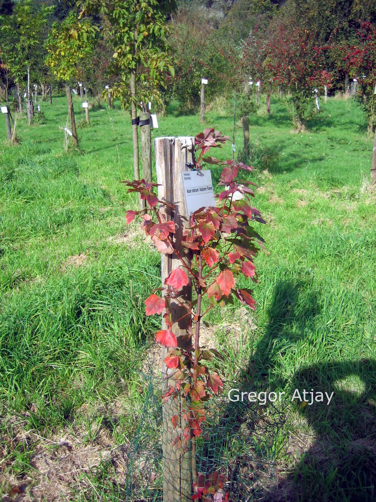 Acer rubrum 'Autumn Flame'