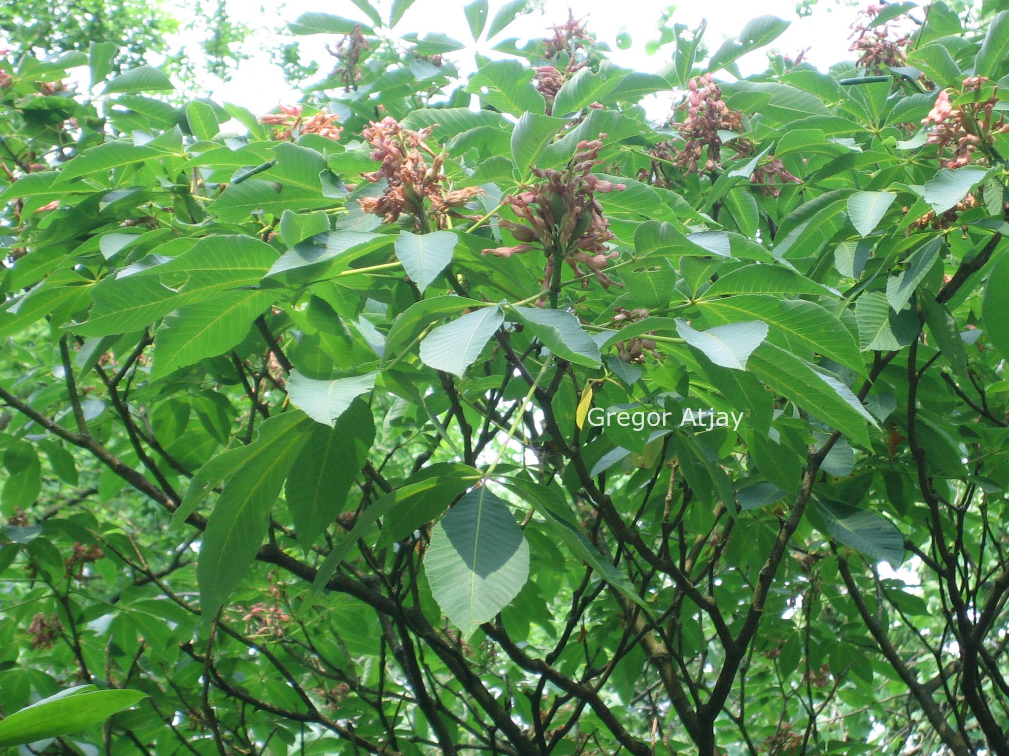 Aesculus pavia var. discolor