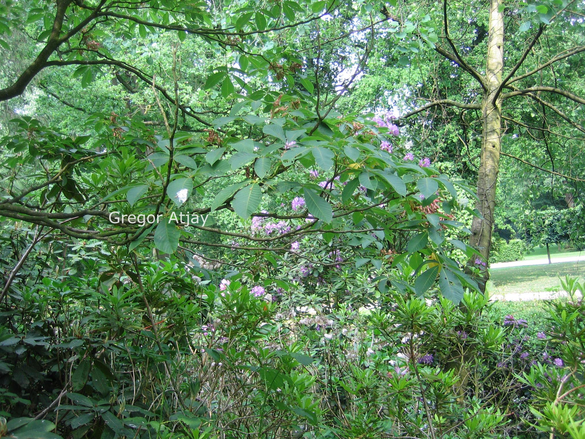 Aesculus pavia var. discolor