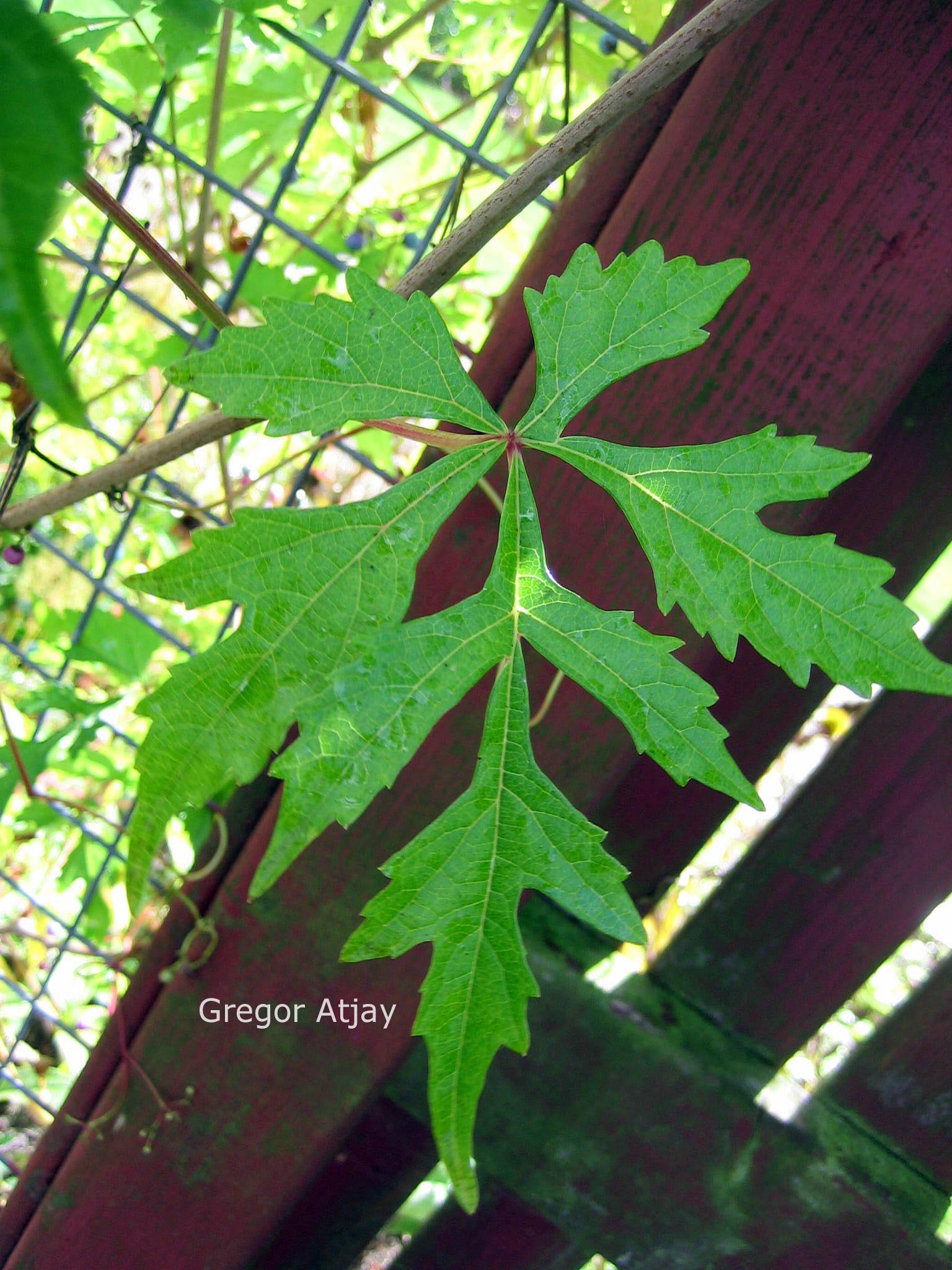 Ampelopsis glandulosa