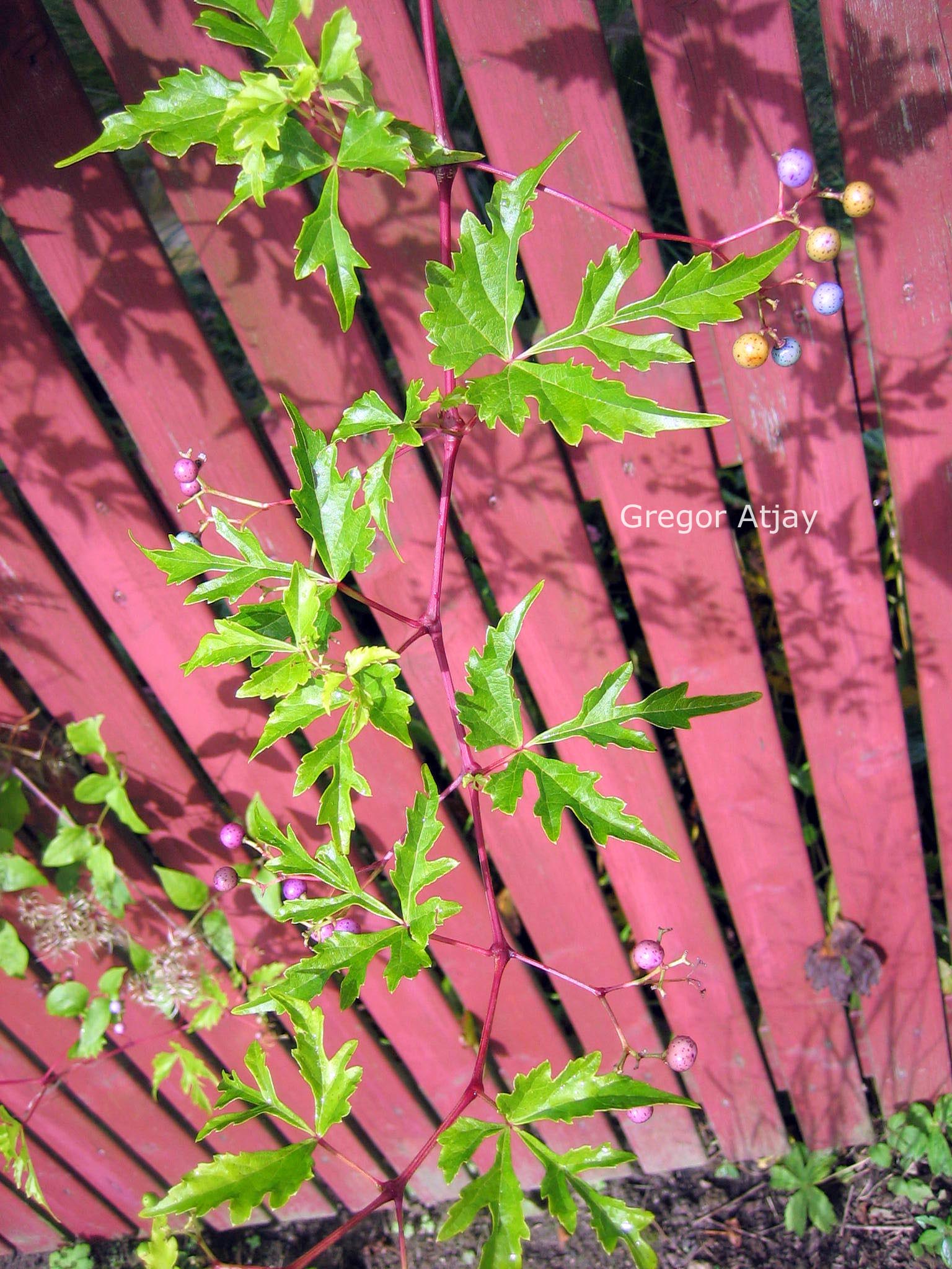 Ampelopsis glandulosa