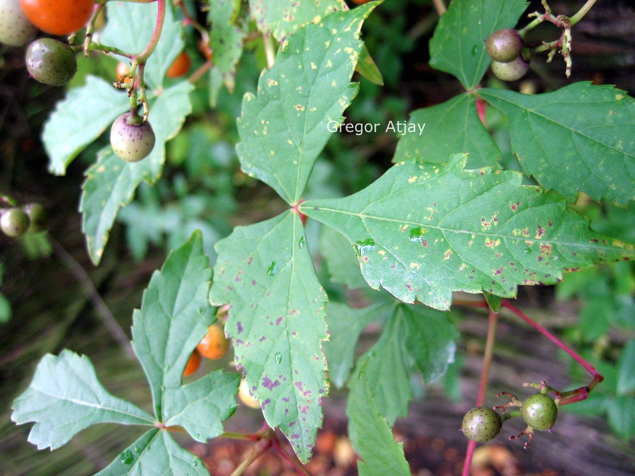 Ampelopsis glandulosa