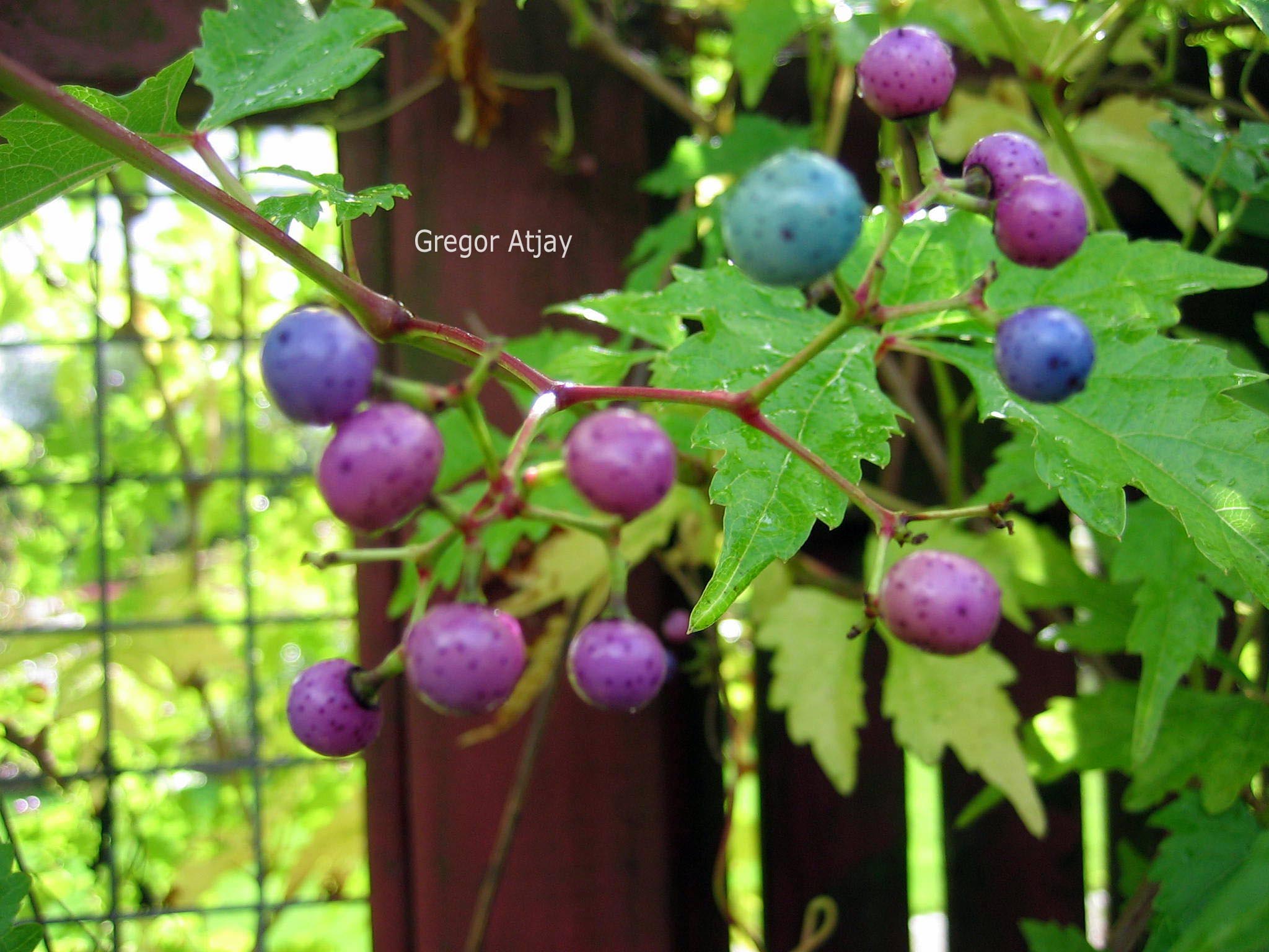 Ampelopsis glandulosa