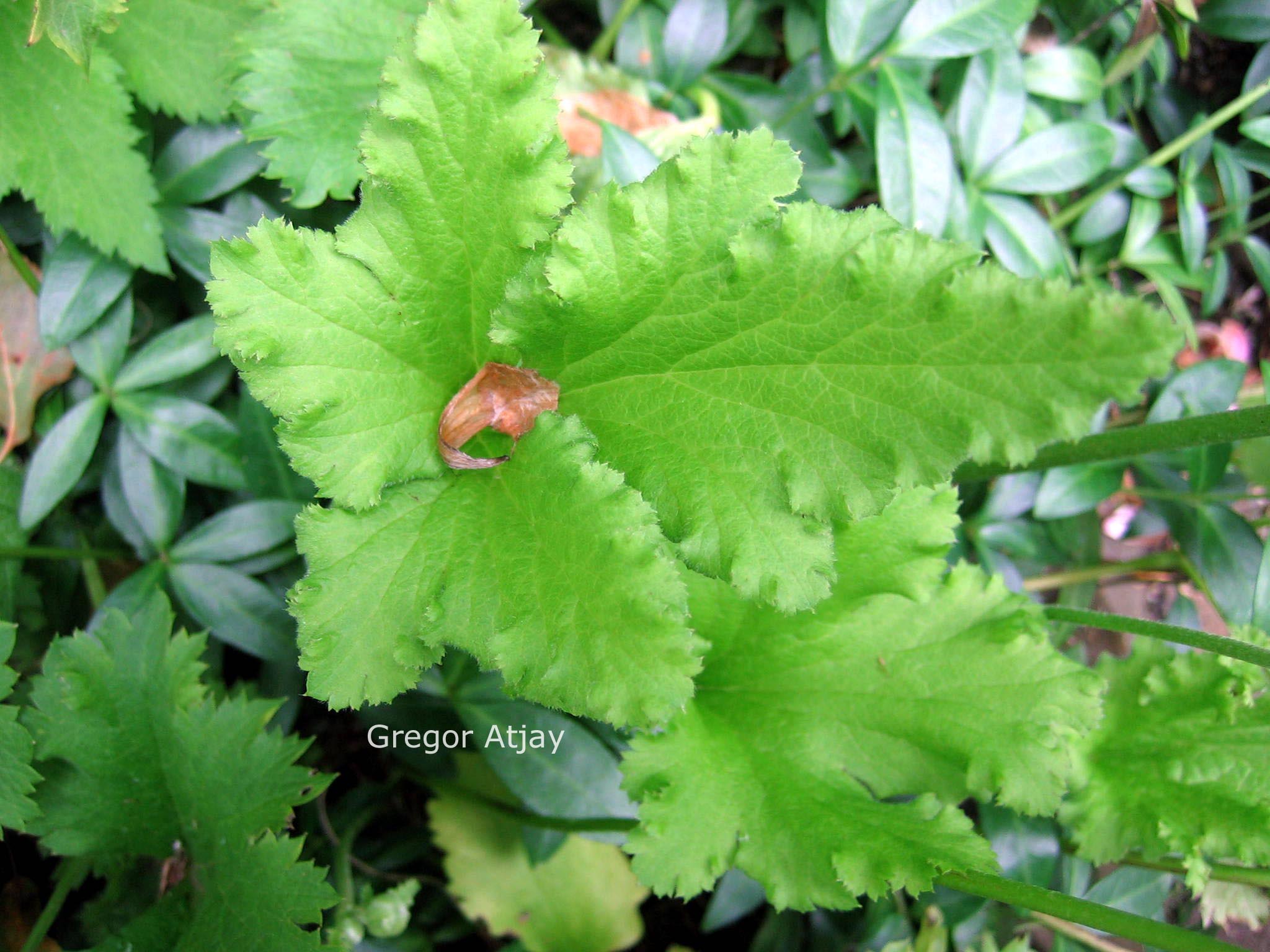 Anemone hybrida 'Crispa'