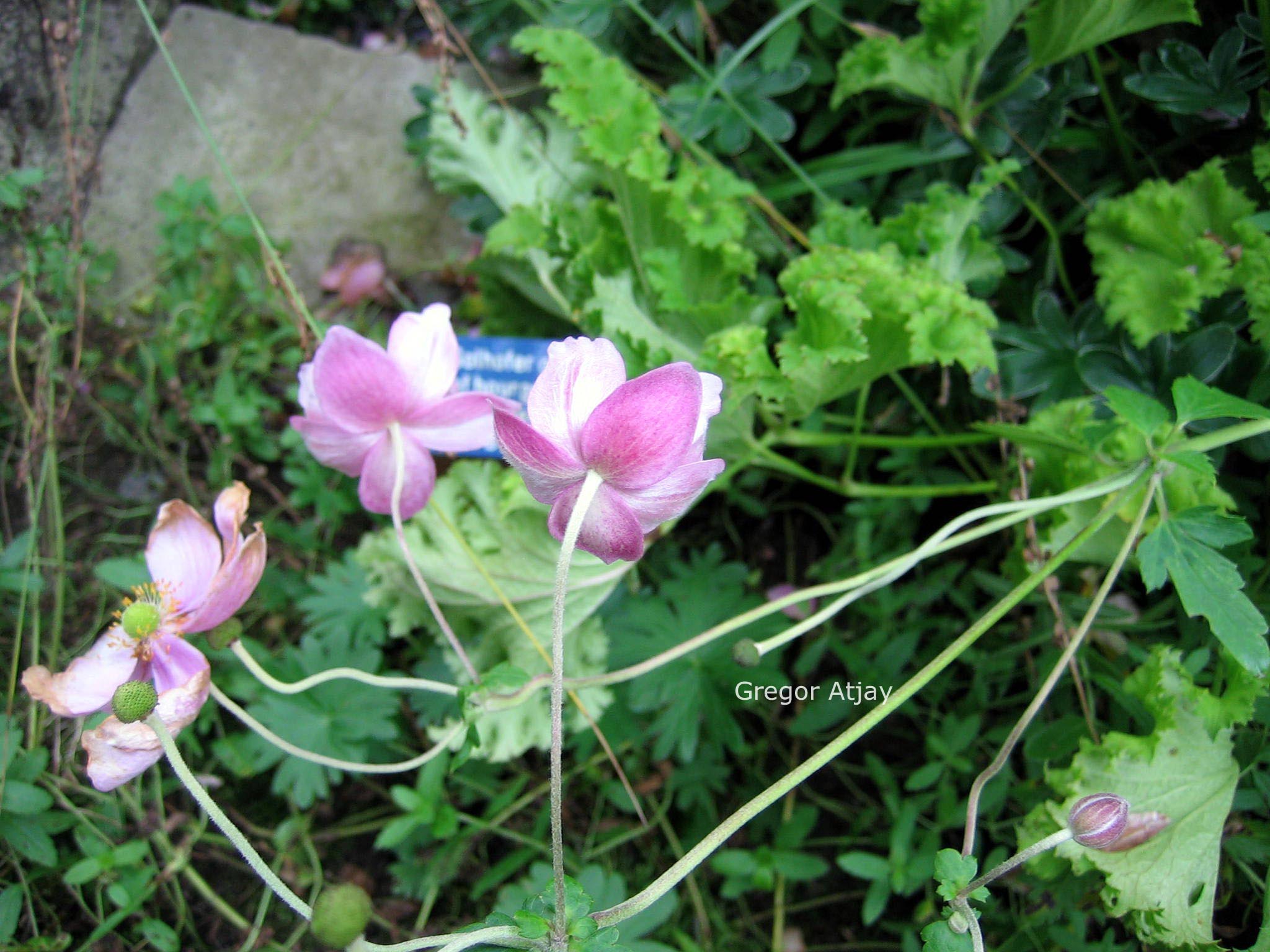 Anemone hybrida 'Crispa'