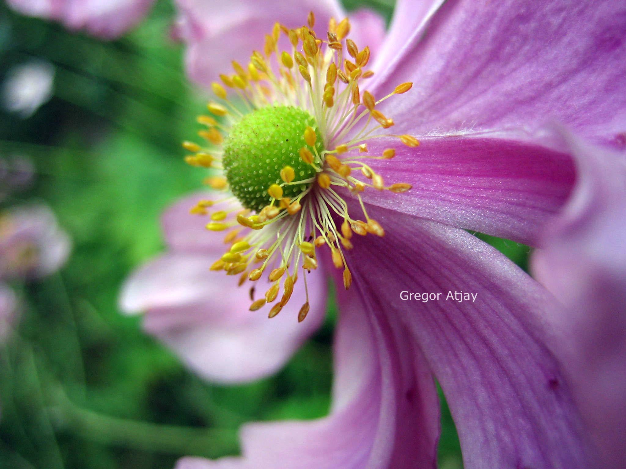 Anemone hybrida 'Crispa'