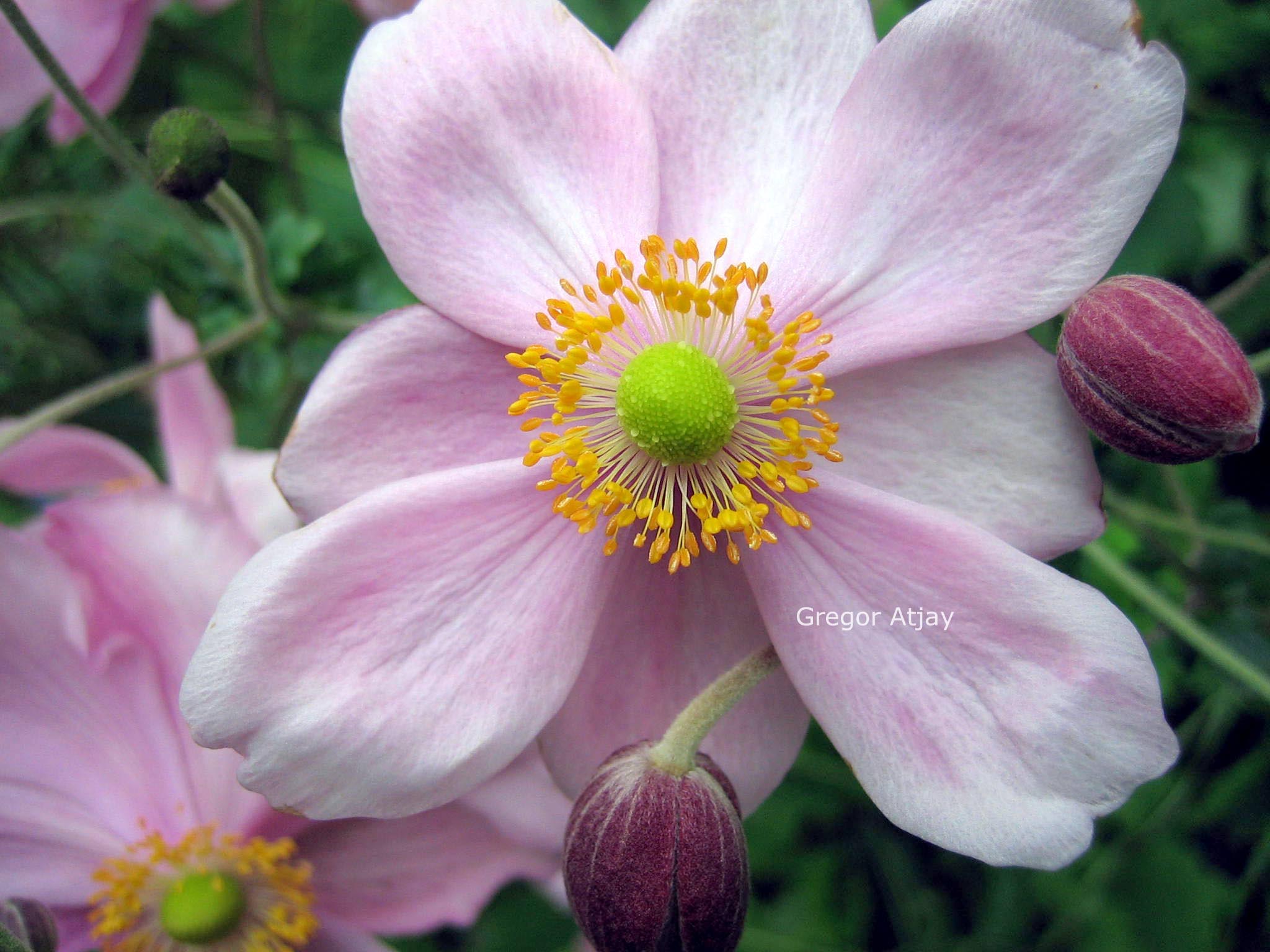 Anemone hybrida 'Crispa'