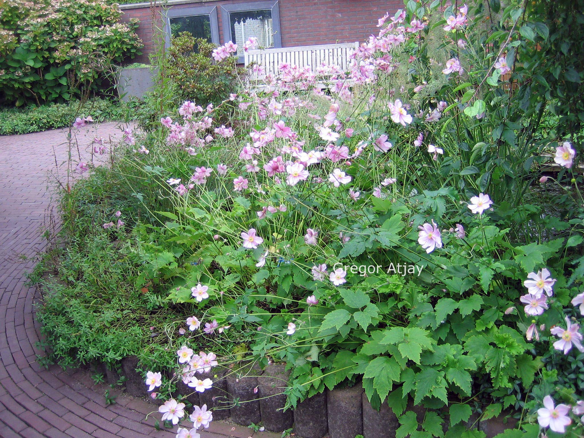 Anemone hybrida 'Crispa'