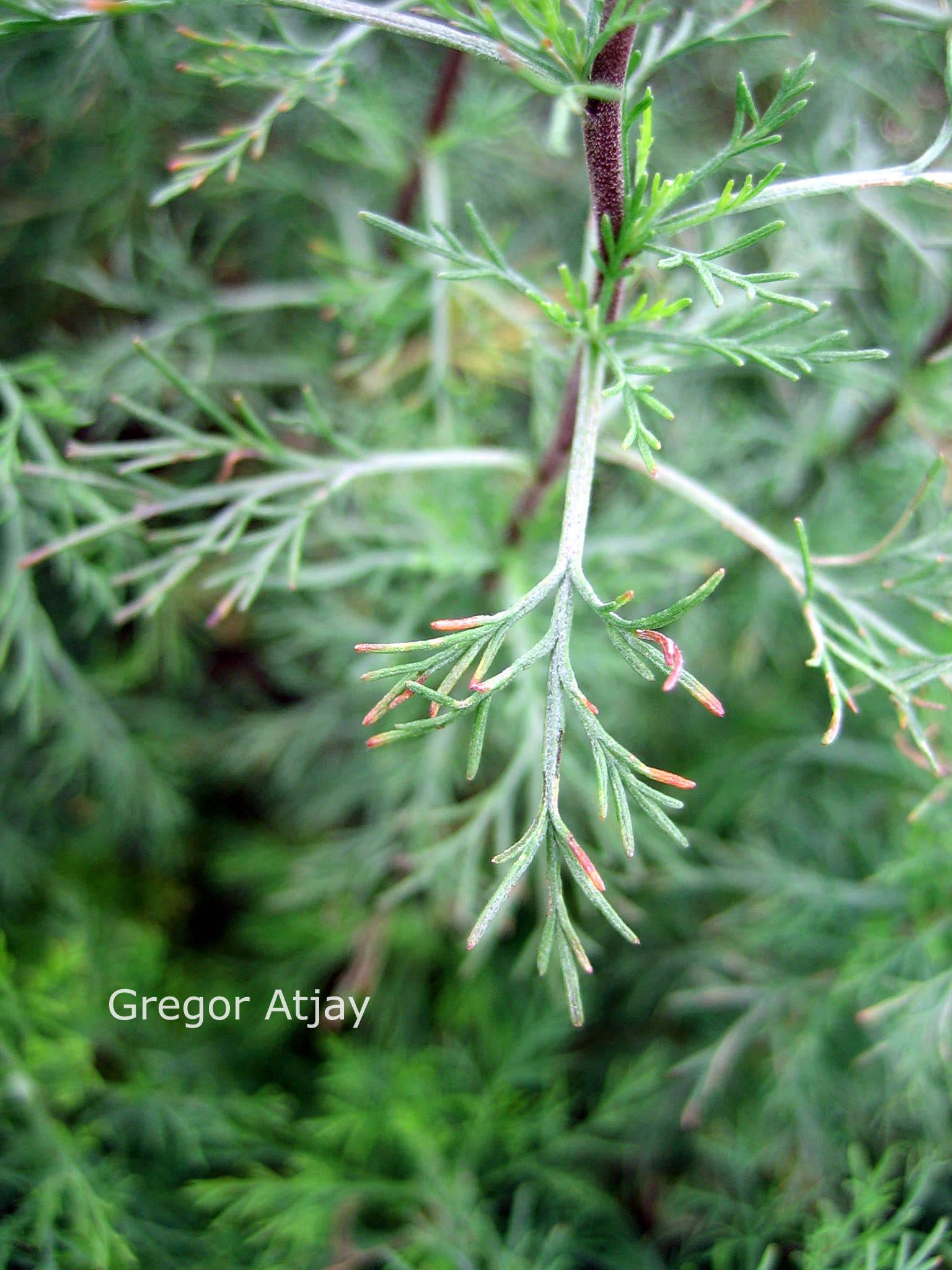 Artemisia abrotanum