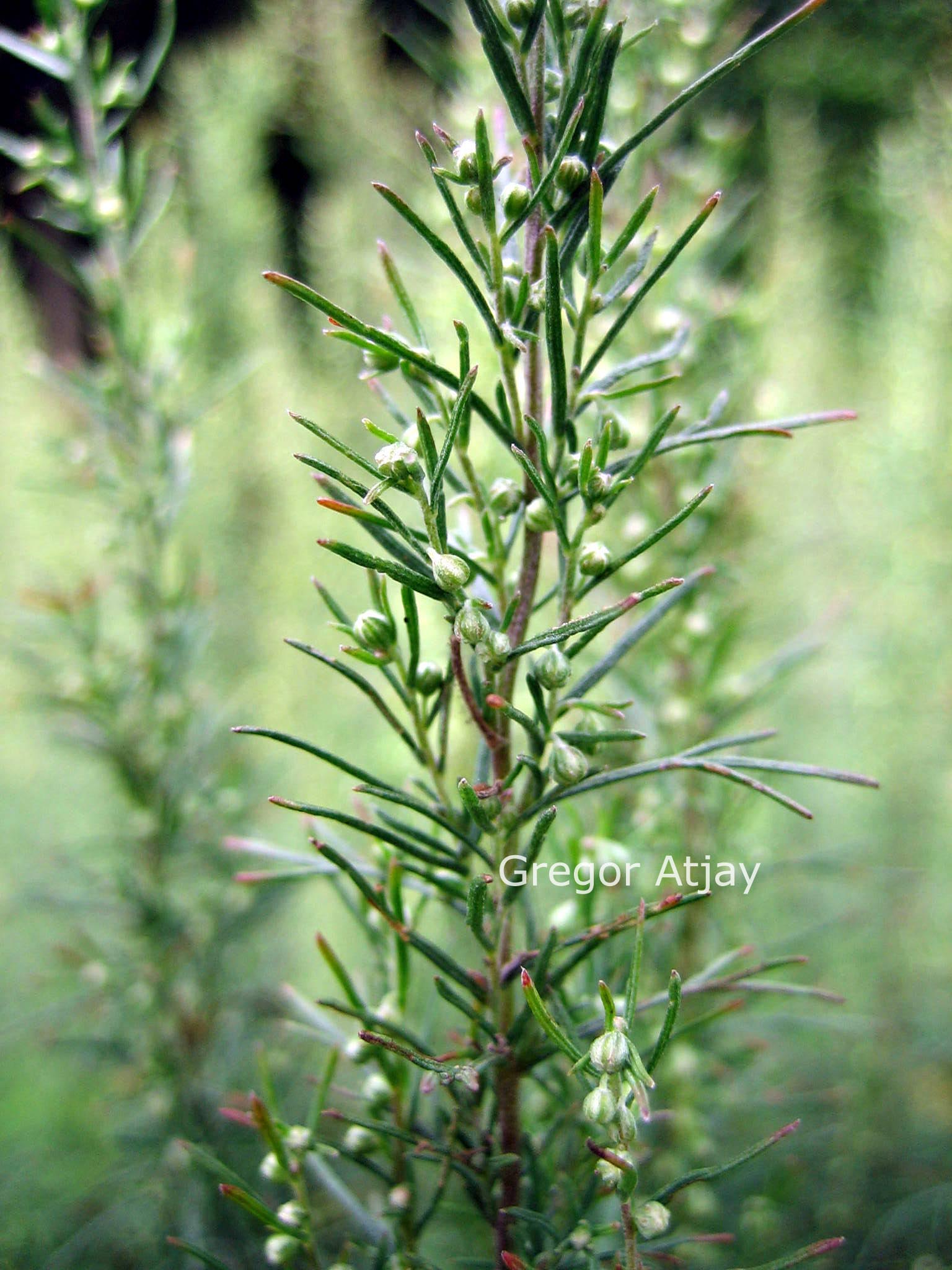 Artemisia abrotanum