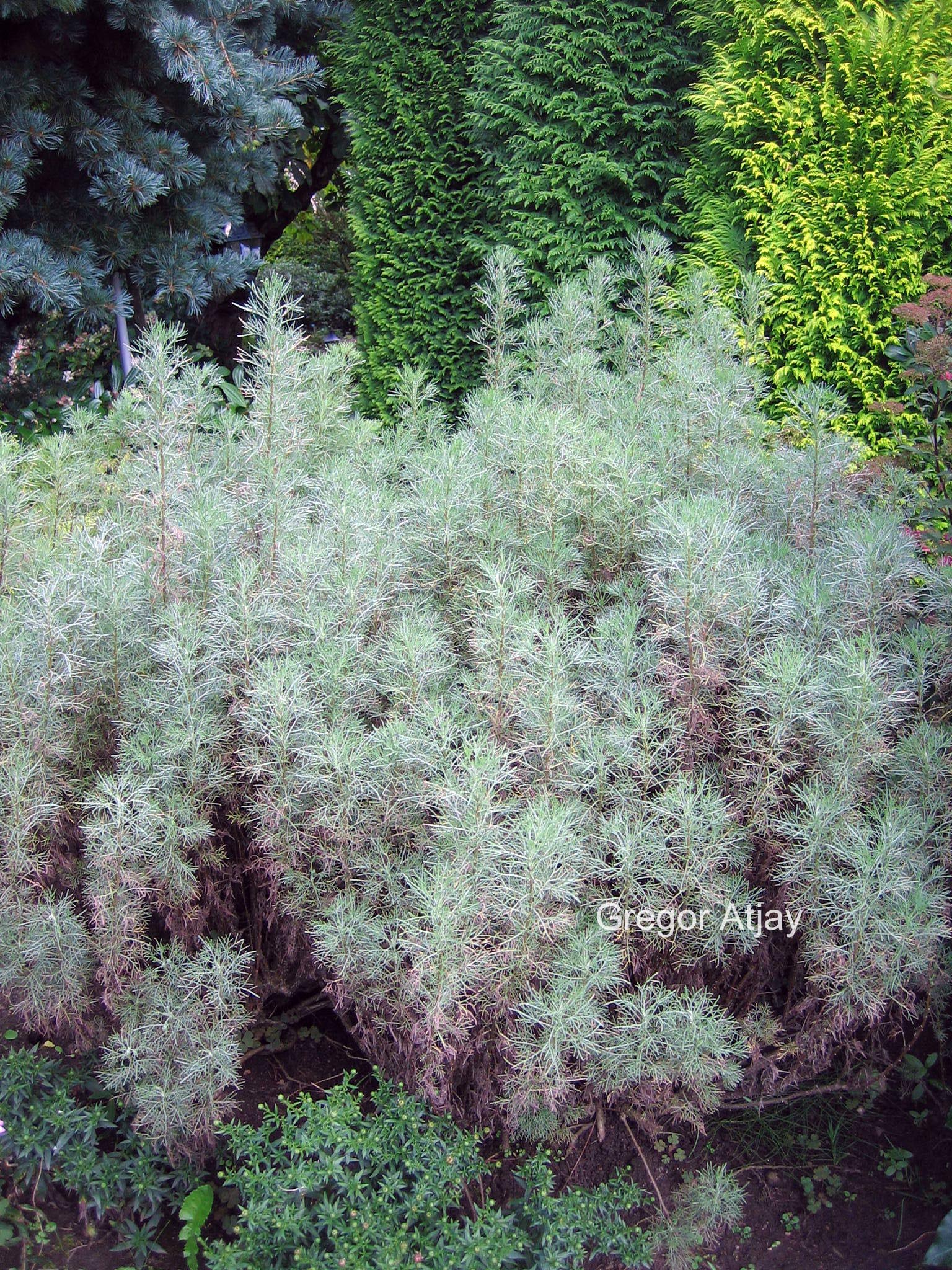 Artemisia abrotanum