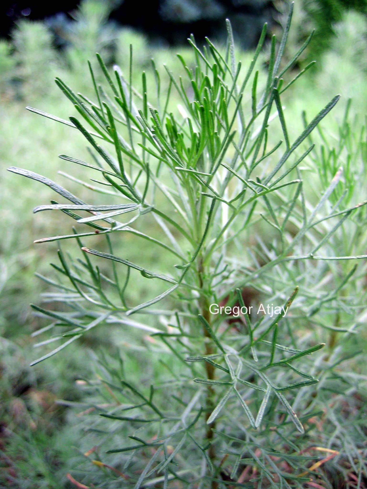 Artemisia abrotanum