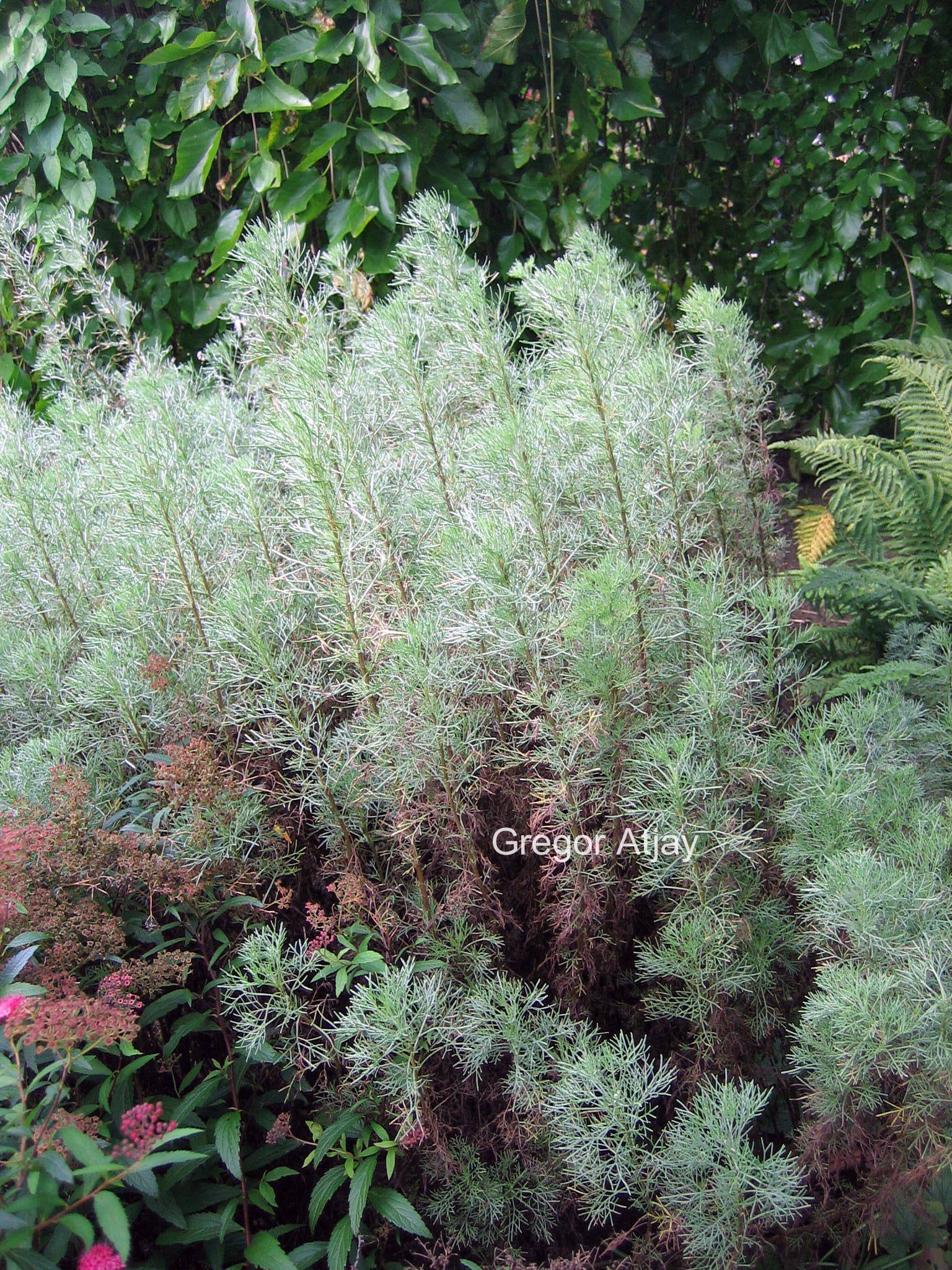 Artemisia abrotanum