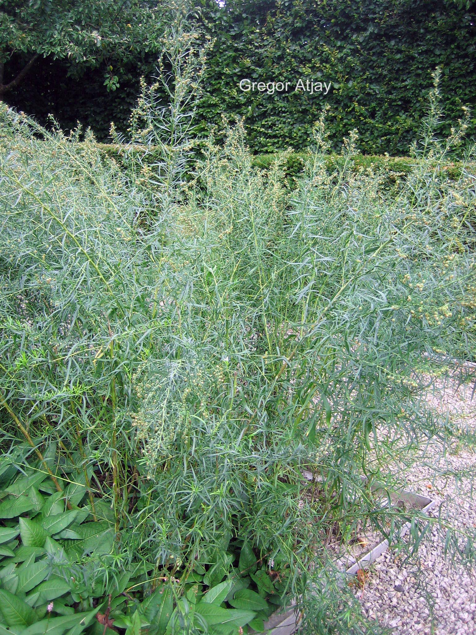 Artemisia dracunculus