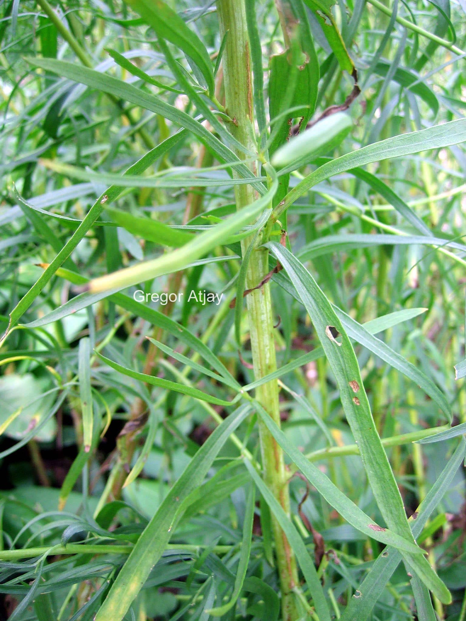 Artemisia dracunculus