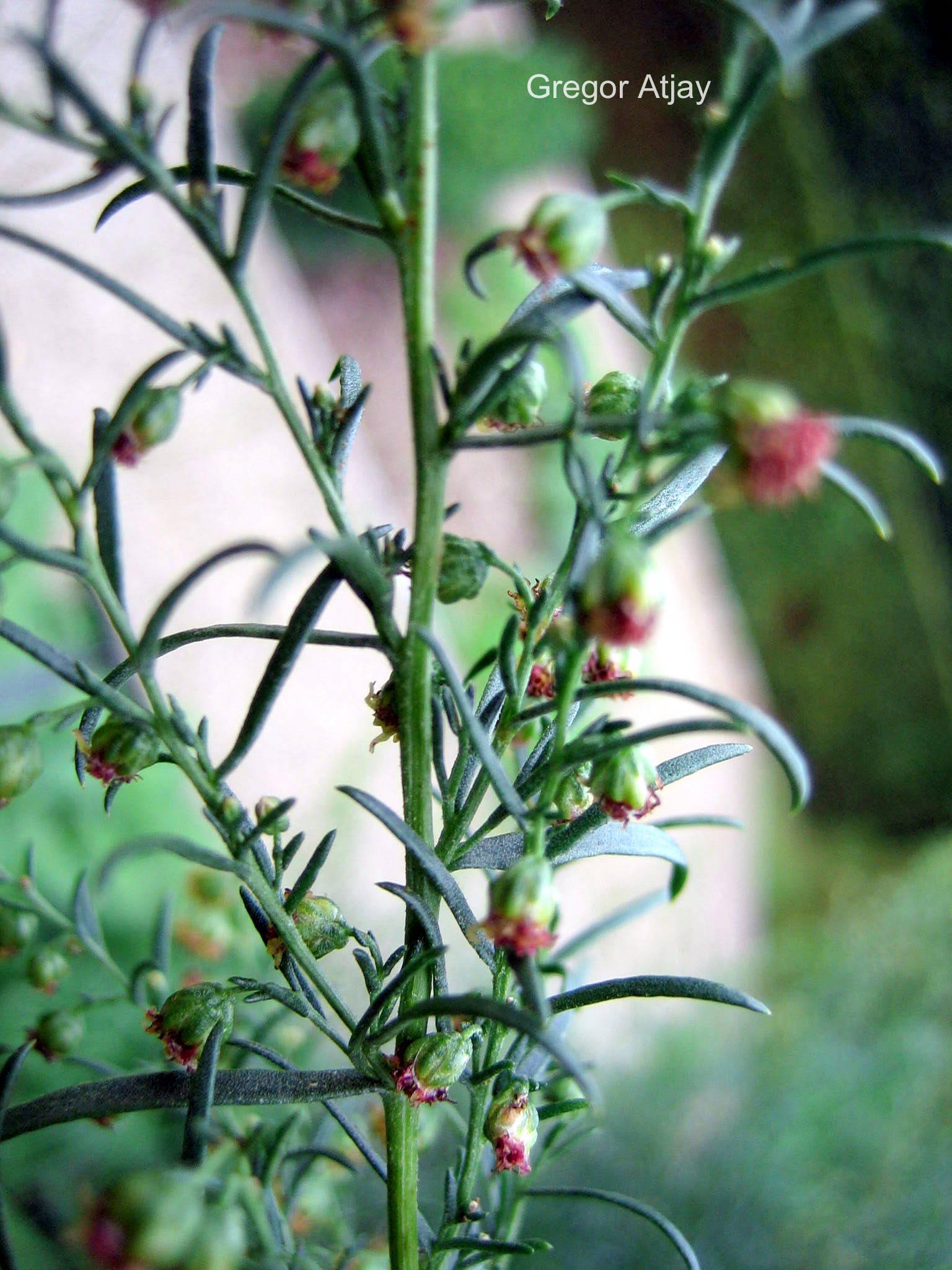 Artemisia dracunculus