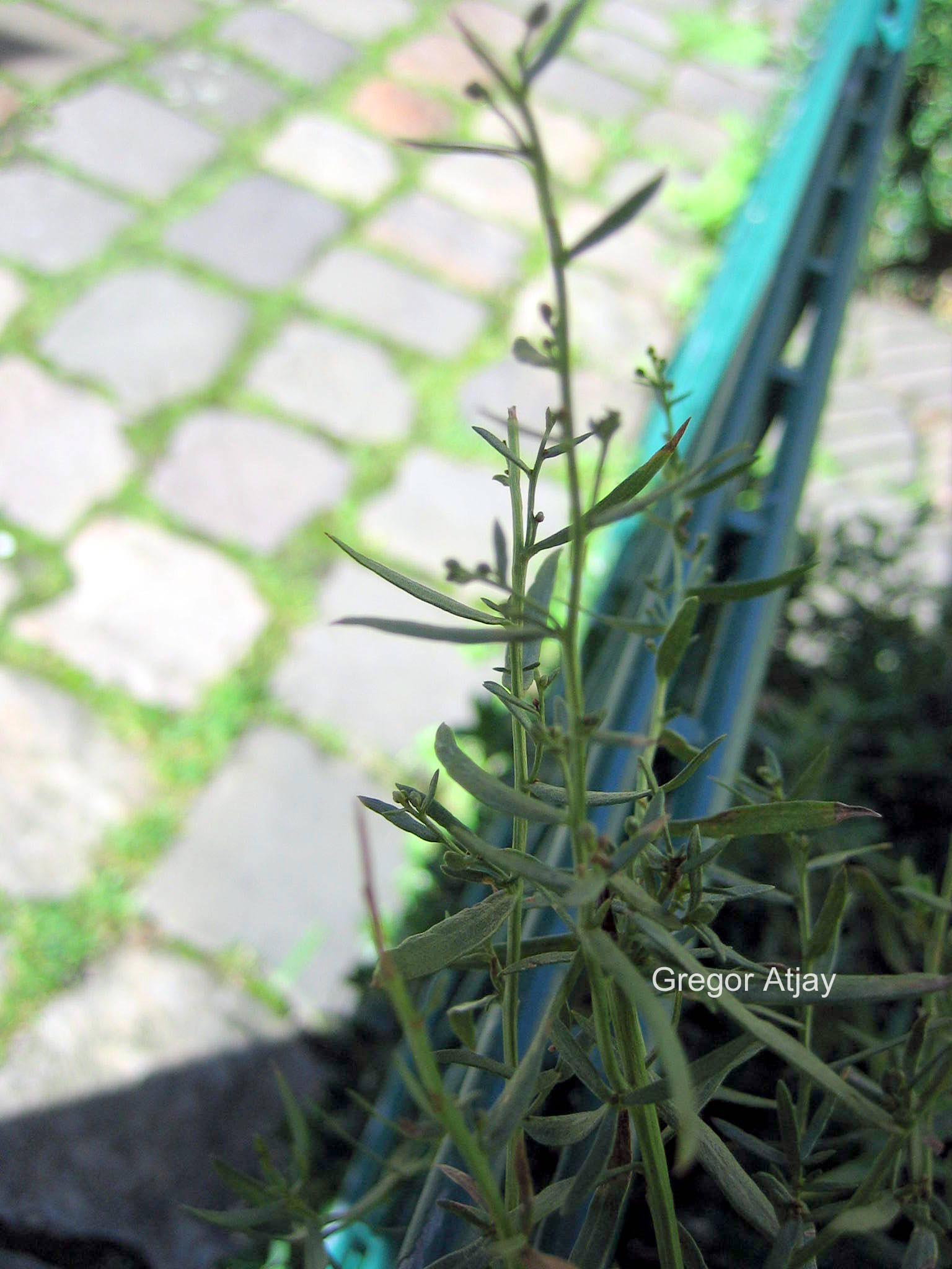 Artemisia dracunculus