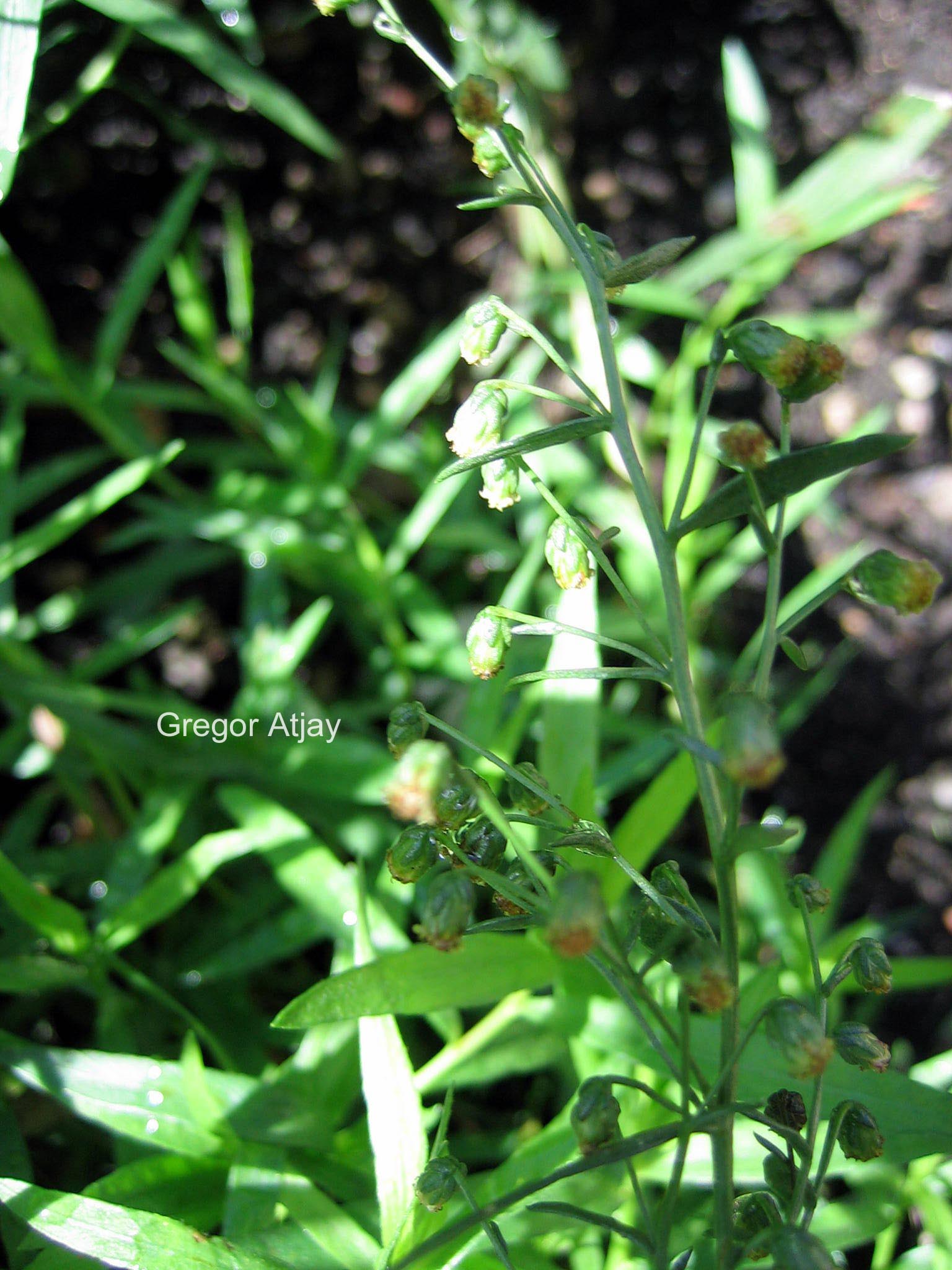 Artemisia dracunculus