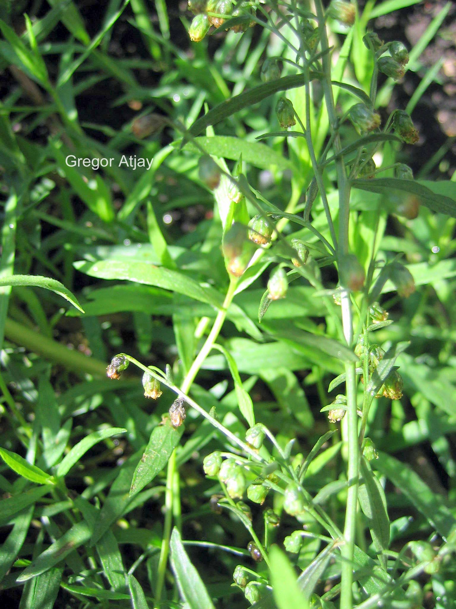 Artemisia dracunculus