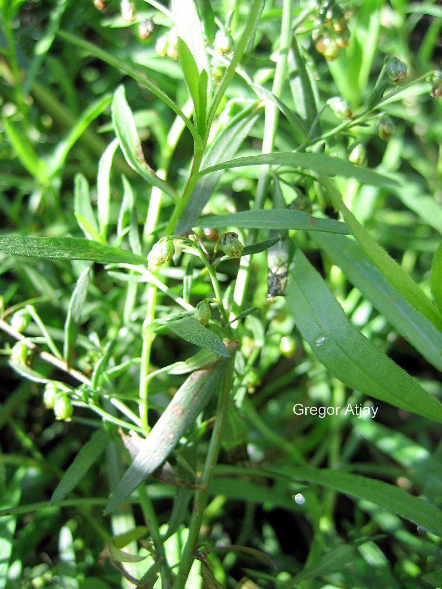 Artemisia dracunculus