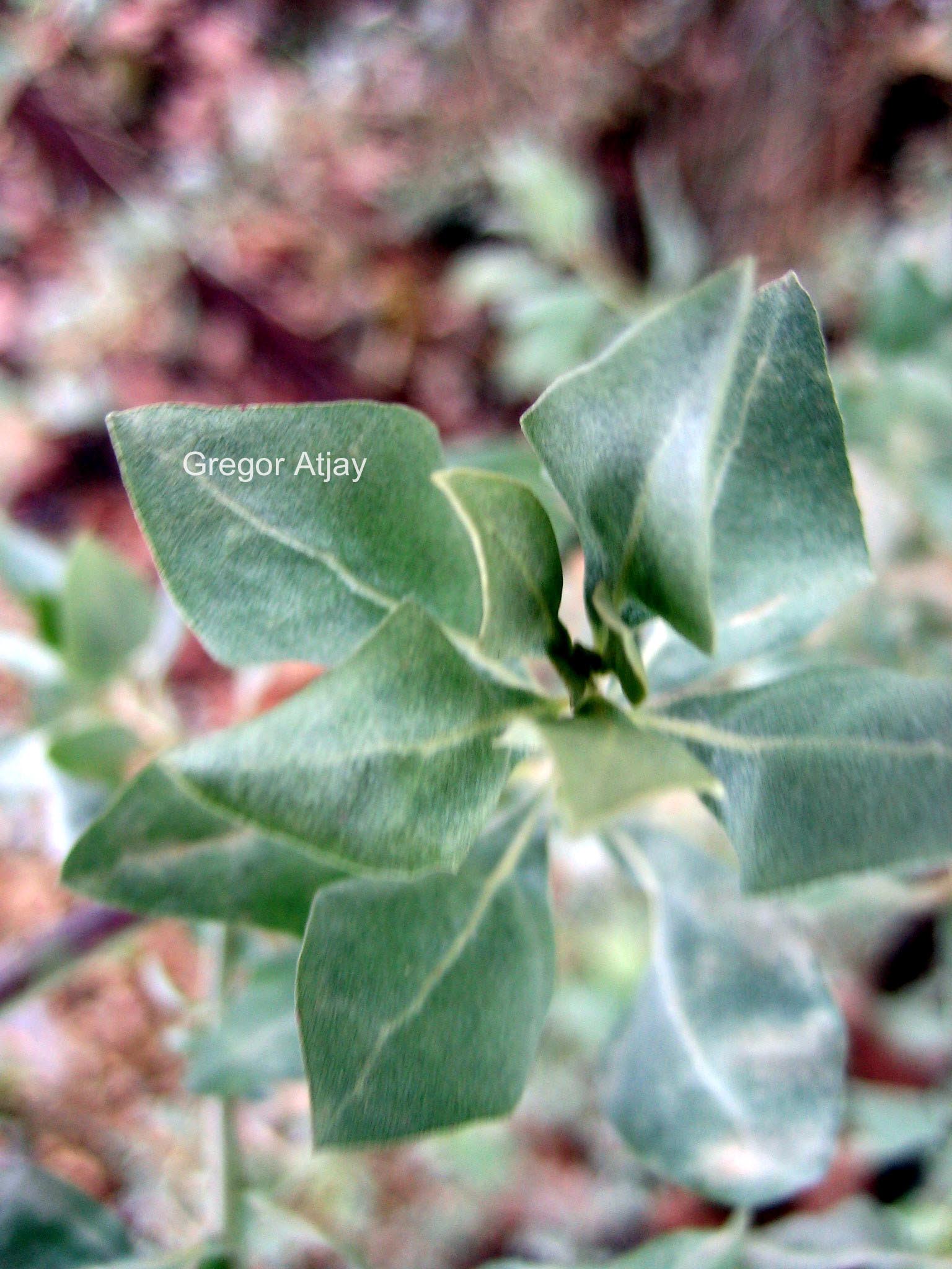 Atriplex halimus