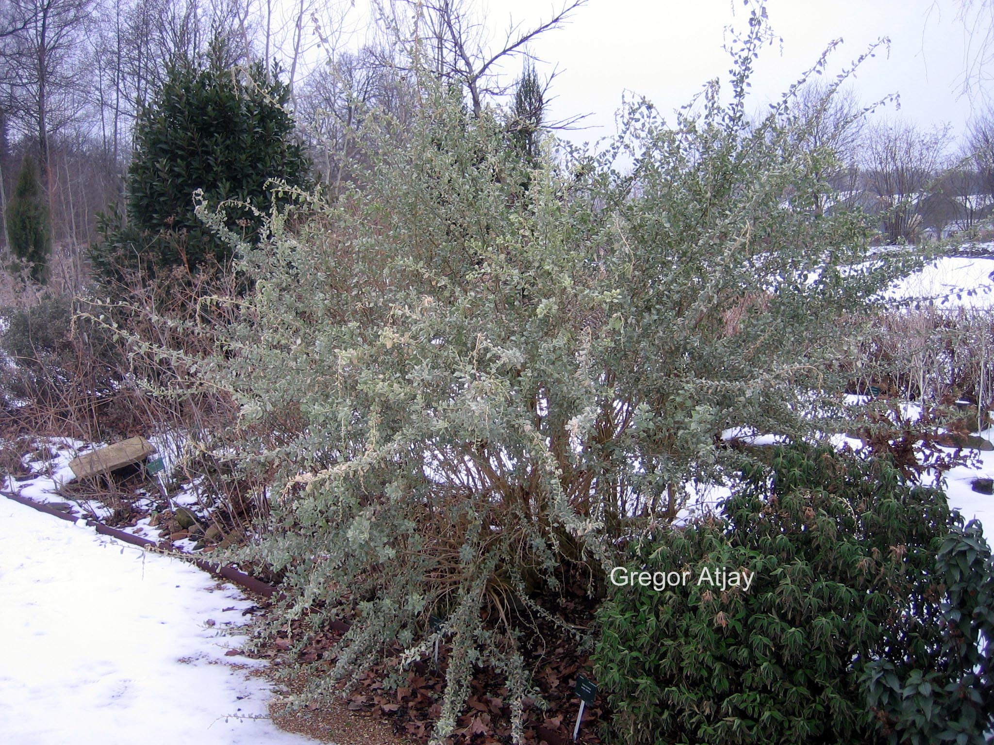 Atriplex halimus