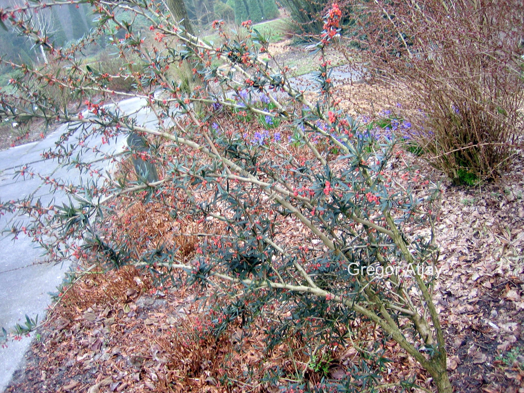 Berberis linearifolia 'Orange King'