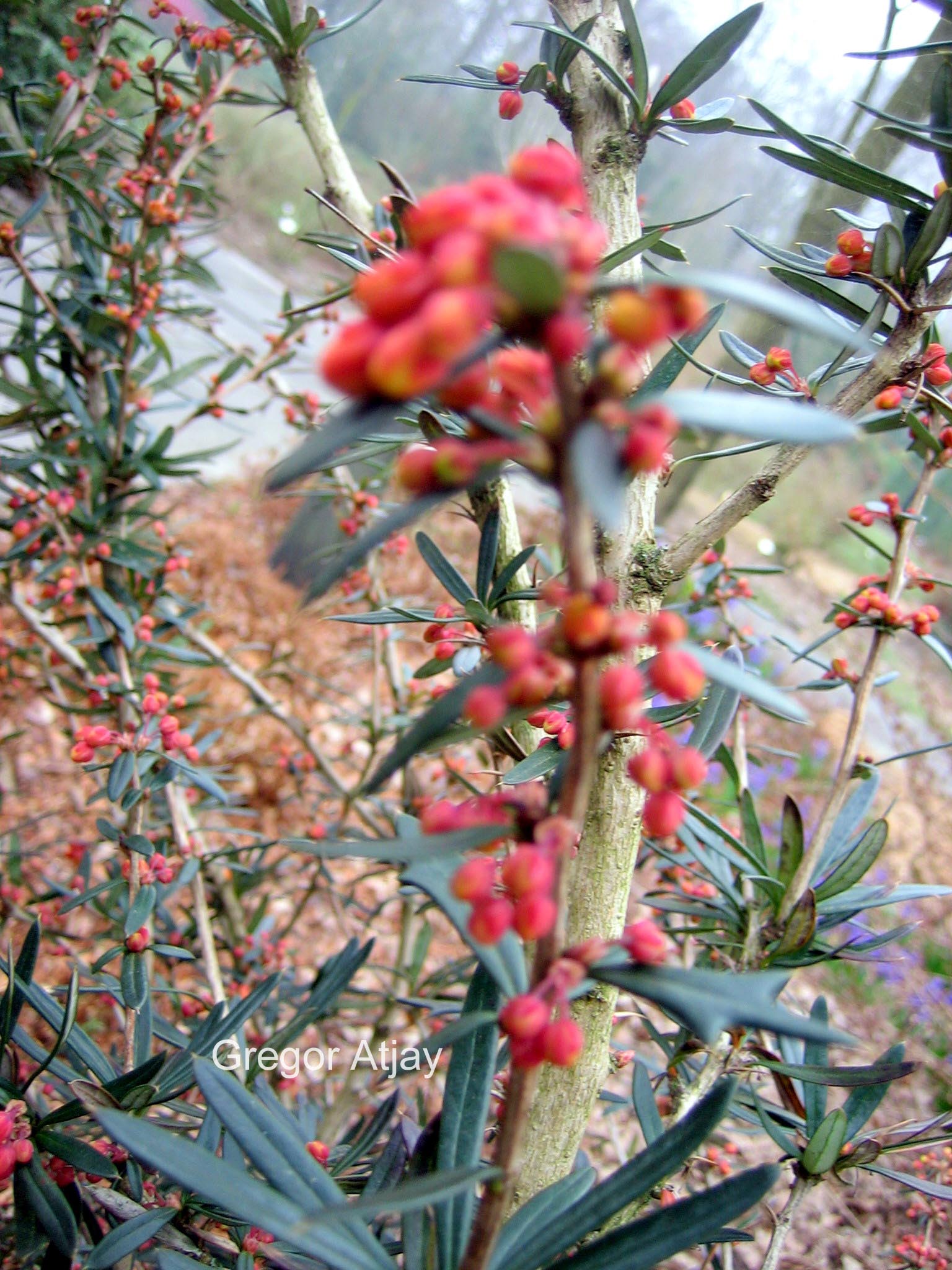 Berberis linearifolia 'Orange King'