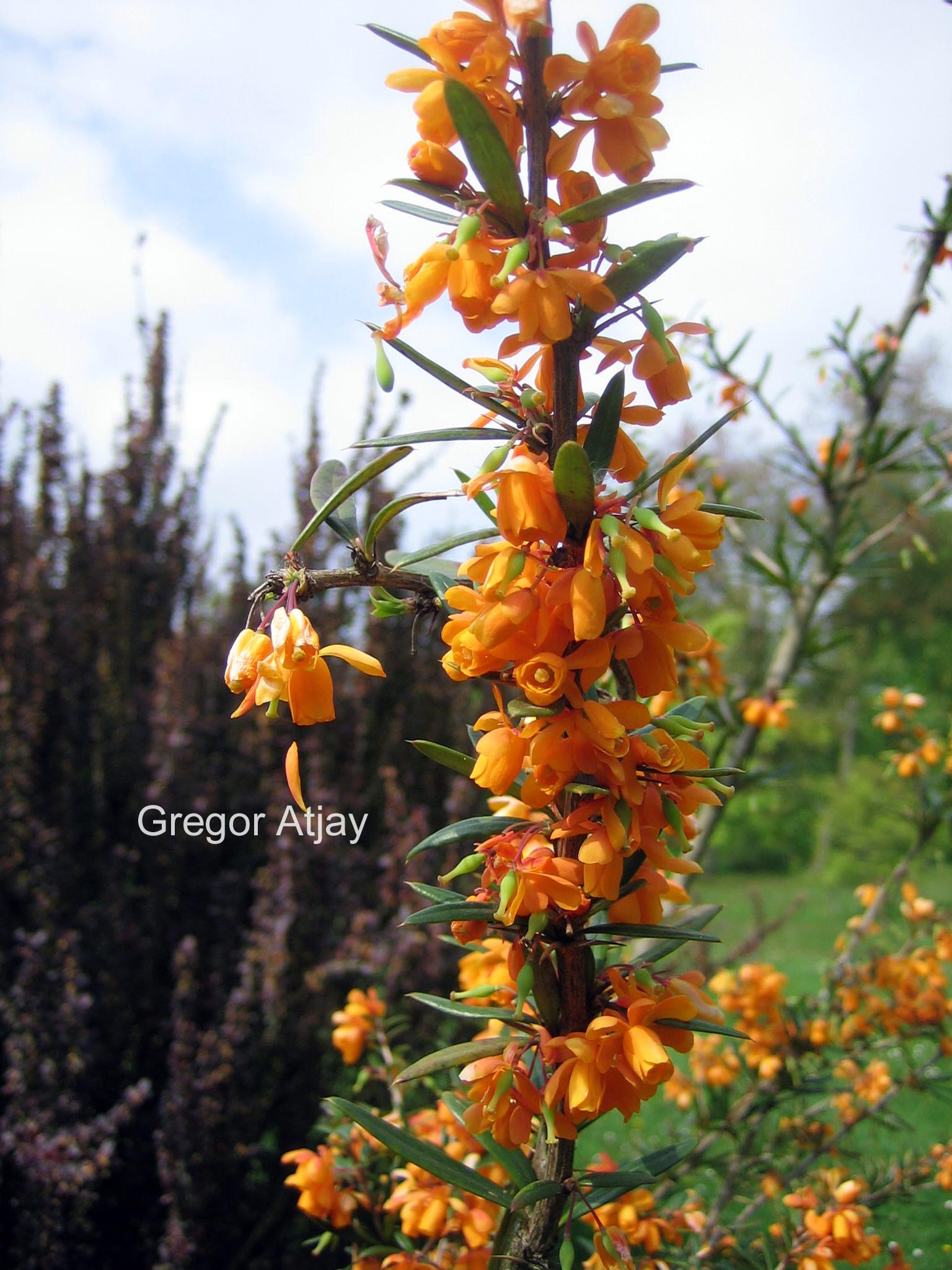 Berberis linearifolia 'Orange King'