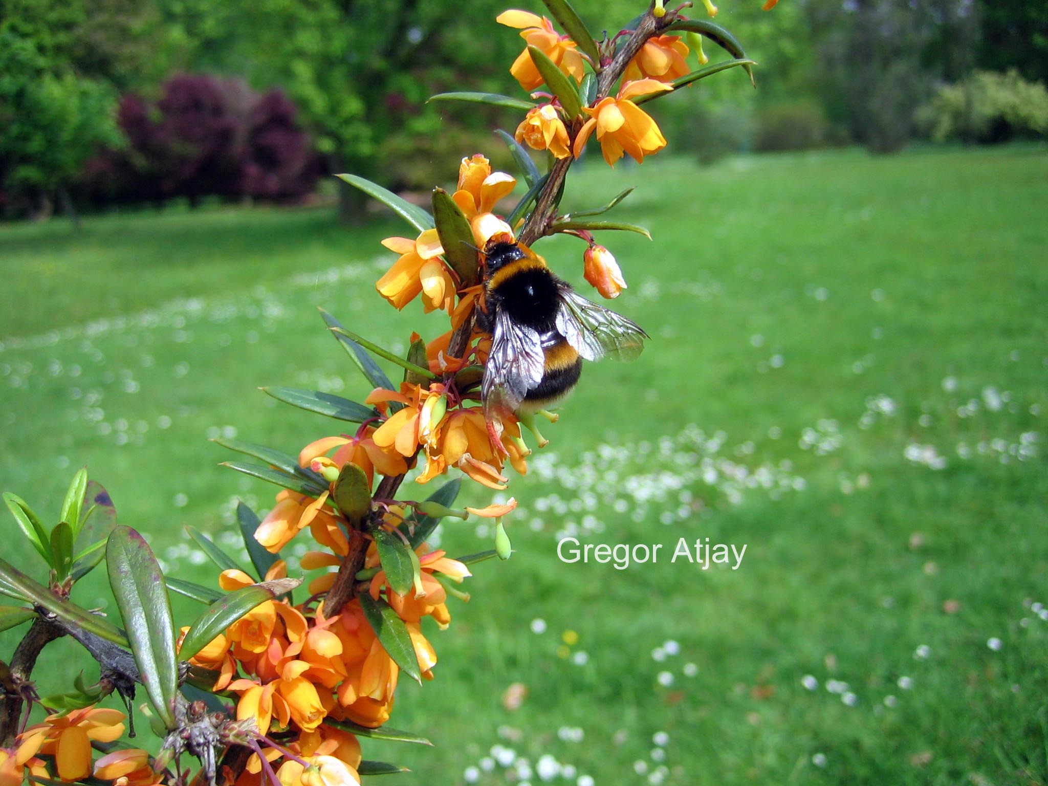 Berberis linearifolia 'Orange King'