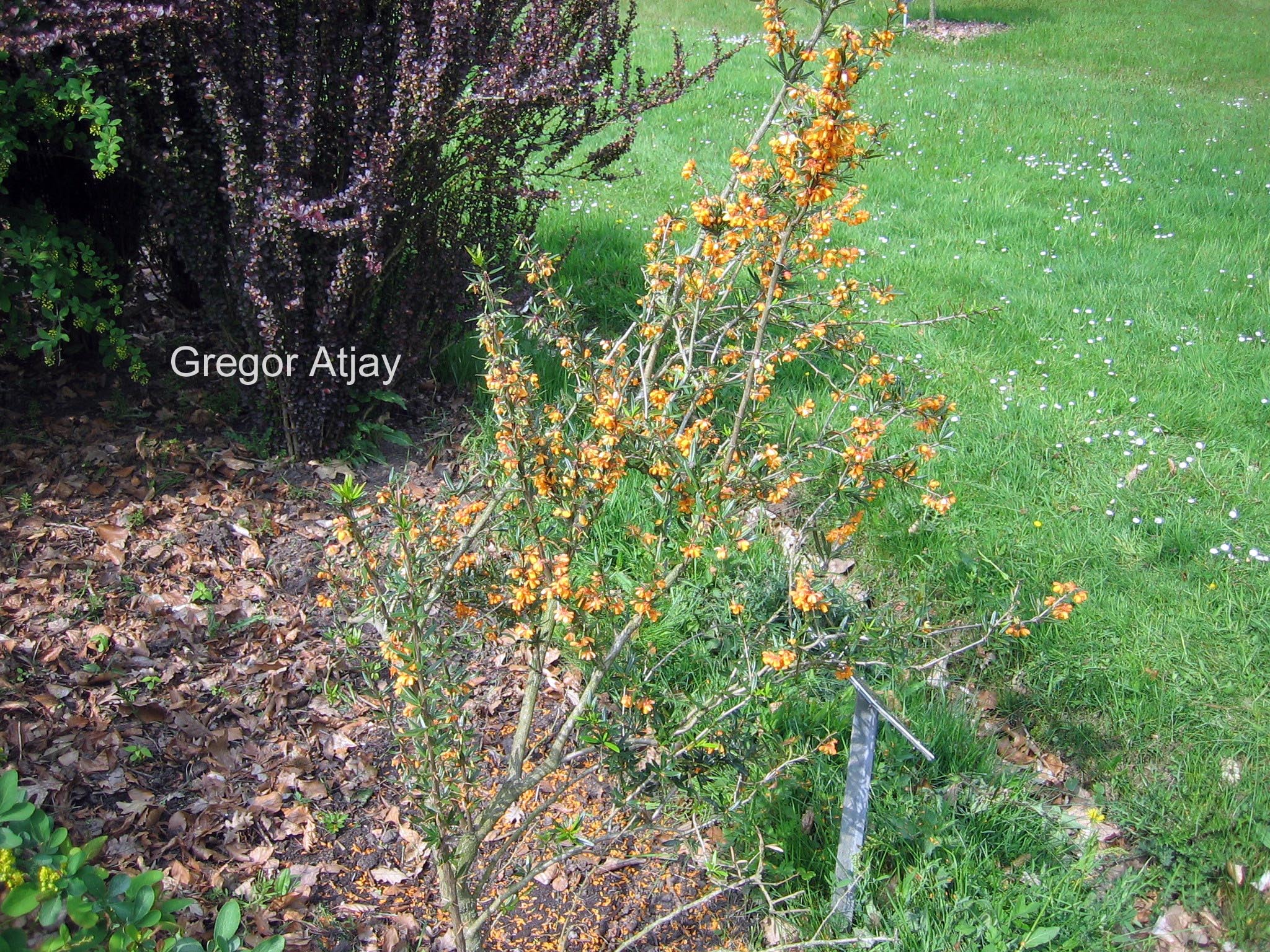 Berberis linearifolia 'Orange King'