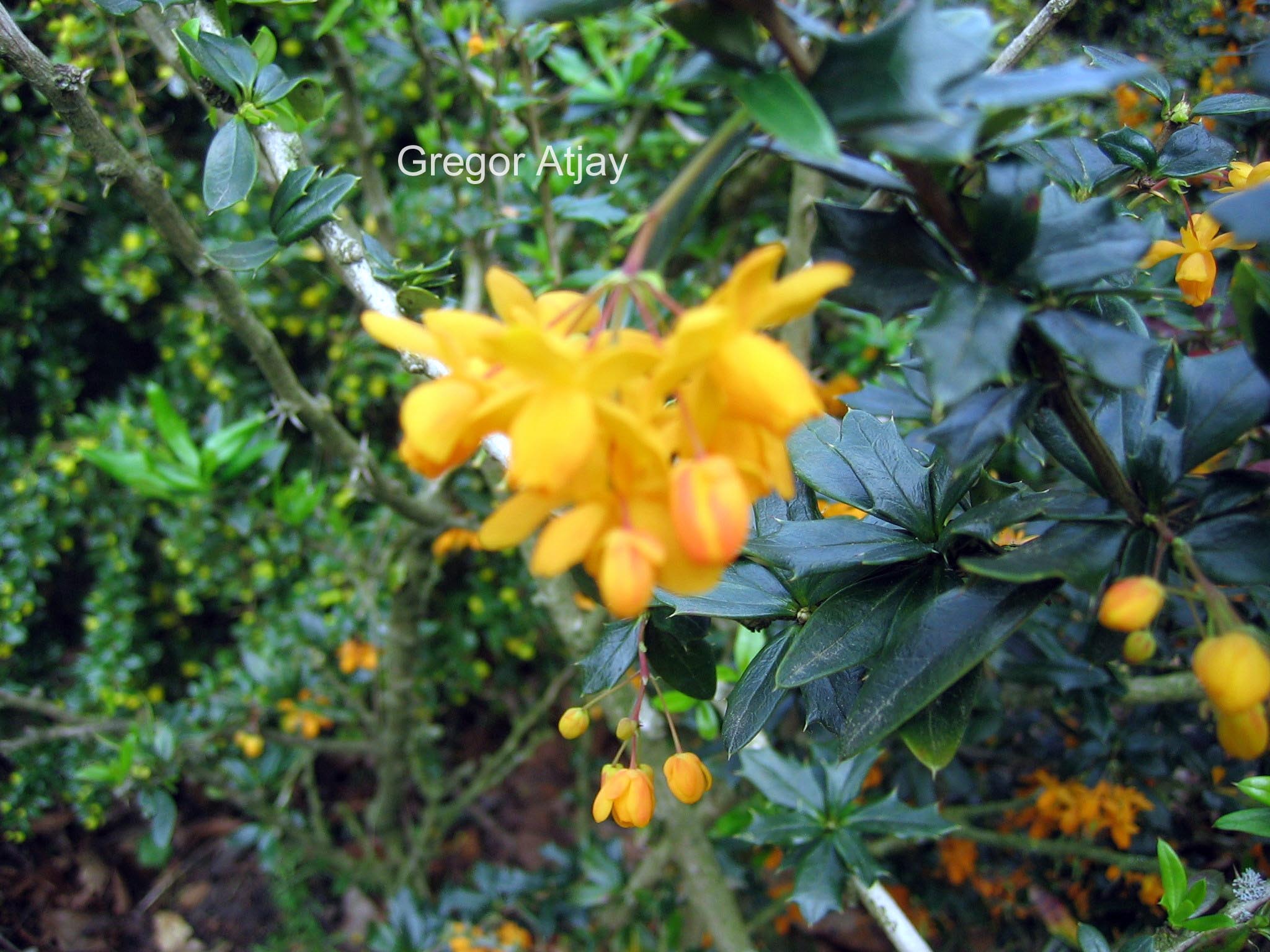 Berberis lologensis 'Apricot Queen'