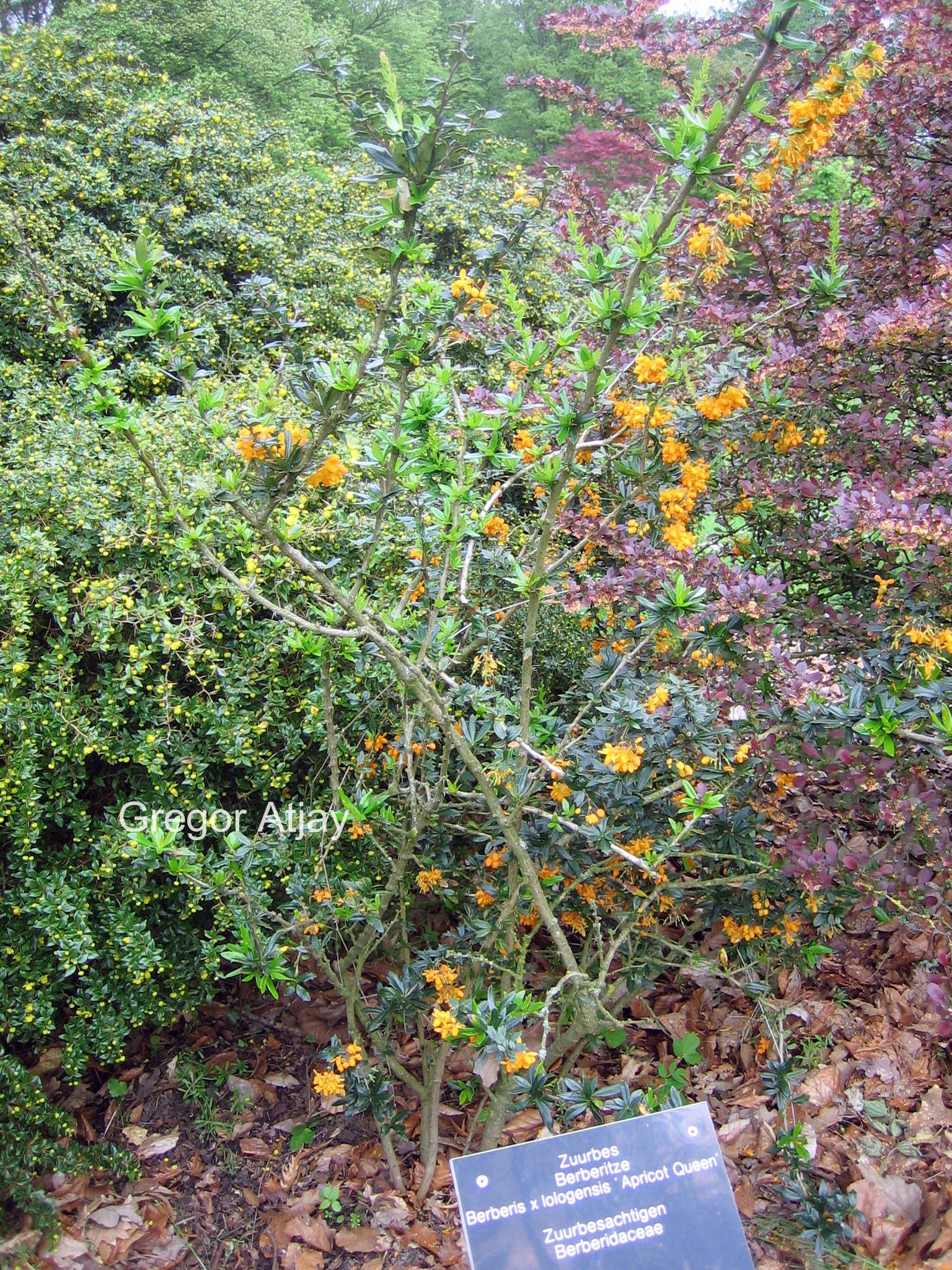 Berberis lologensis 'Apricot Queen'